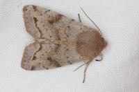 Orthosia incerta