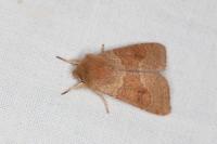 Orthosia miniosa