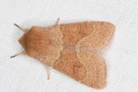 Orthosia miniosa