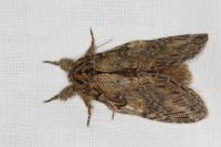 Peridea anceps