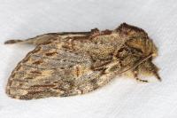 Peridea anceps