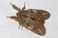 Peridea anceps