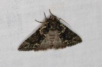 Polyploca ridens