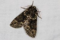 Polyploca ridens