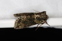 Polyploca ridens