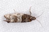 Phaneta pauperana