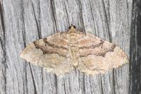 Rheumaptera cervinalis