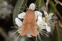 Orthosia cerasi