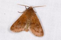 Orthosia cerasi