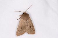 Orthosia cerasi