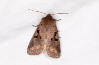 Orthosia gothica