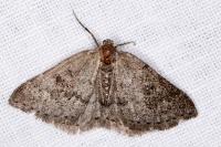 Aleucis distinctata