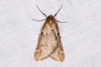 Alsophila aescularia