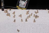 Alsophila aescularia