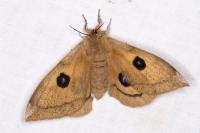 Aglia tau