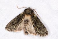 Polyploca ridens