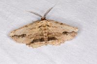 Menophra abruptaria