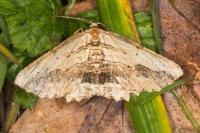 Menophra abruptaria