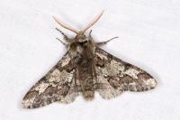 Biston strataria