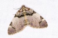 Anticlea derivata