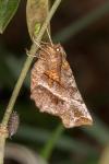 Selenia dentaria