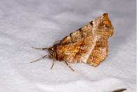 Selenia dentaria