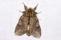 Peridea anceps
