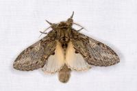 Peridea anceps
