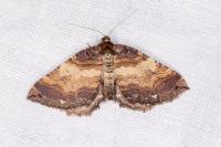 Earophila badiata