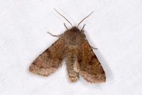 Orthosia incerta