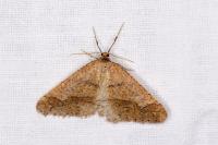 Phigaliohybernia marginaria