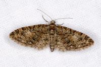 Eupithecia abbreviata