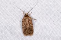 Agonopterix