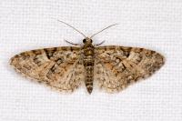 Eupithecia abbreviata