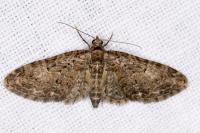 Eupithecia abbreviata