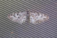 Eupithecia dodoneata