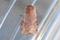Cerastis rubricosa