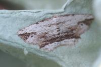 Menophra abruptaria