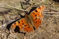 Polygonia c-album