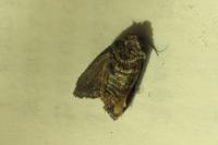 Cydia pomonella