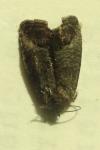 Cydia pomonella