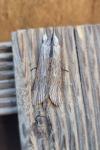 Cucullia chamomillae
