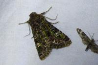 Valeria jaspidea
