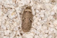 Agonopterix curvipunctosa