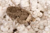 Agonopterix curvipunctosa