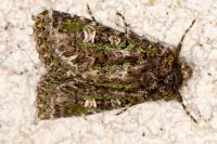 Valeria jaspidea