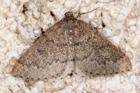Aleucis distinctata