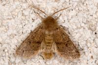 Orthosia cerasi