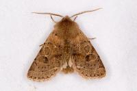 Orthosia cerasi