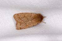 Orthosia cerasi
